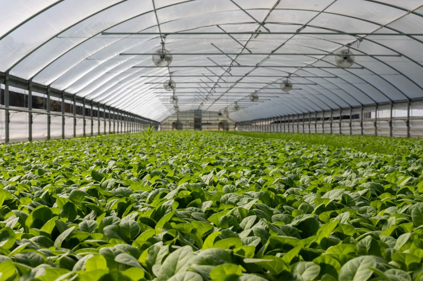 Rows of greens inside a greenhouse