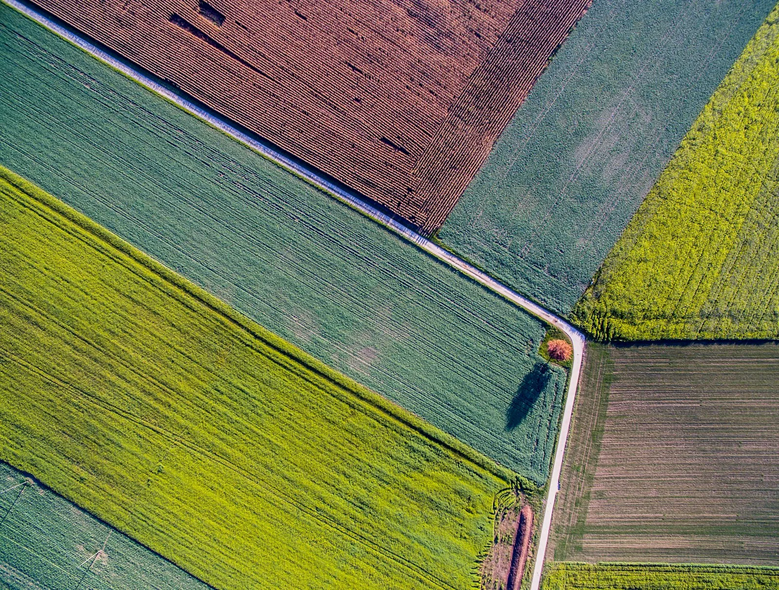 Open farmland from above, the kind of contiguous acreage a park begins with